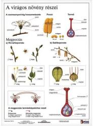 STIEFEL Tanulói munkalap STIEFEL A/4 virágos növény részei (275507) - vectraline