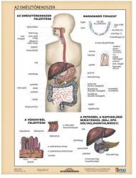 STIEFEL Tanulói munkalap STIEFEL A/4 emésztőrendszer - emésztés (275807) - vectraline