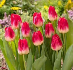 Virághagyma Tulipán Match 10darab/csomag Sárga-piros