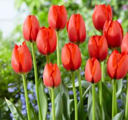 Benex 5 db-os Kapers Tulipán virághagyma -Triumph Tulipán narancssárga 10/11 (K116C)