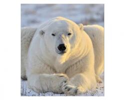 DIMEX ART Fototapetă vlies urs polar 225 x 250 cm