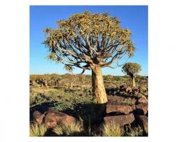 DIMEX ART Fototapetă vlies namibia 225 x 250 cm