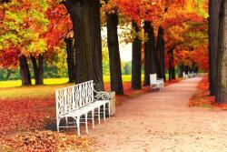 DIMEX ART Fototapetă vlies bancă albă în parc 375 x 250 cm