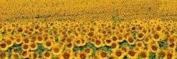DIMEX ART Fototapet pentru bucătărie - rânduri de floarea soarelui 180 x 60 cm