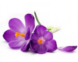 DIMEX ART Fototapetă vlies crocus 375 x 250 cm