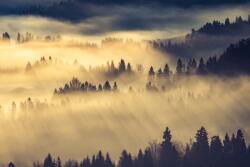 DIMEX ART Fototapetă vlies peisaj forestier de dimineață 375 x 250 cm