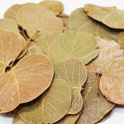 Pet King Pet King| Moneta levél| természetes szárított levél dekoráció - 1, 5 liter