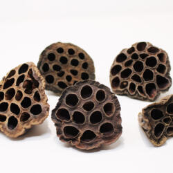 Pet King Pet King| Lotus Nature| természetes szárított dekoráció - 5 db