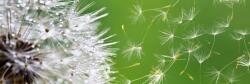 DIMEX ART Fototapet pentru bucătărie - păpădie 180 x 60 cm
