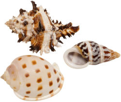  ZooMed | Remeteráknak csigaház | L - véletlenszerű forma