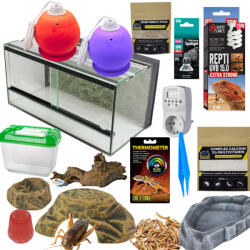 Szakállas agáma MID kezdőcsomag - bébi agámáknak