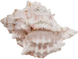  ZooMed | Remeteráknak csigaház -nagy - véletlenszerű