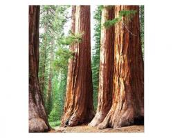 DIMEX ART Fototapetă vlies sequoia 225 x 250 cm