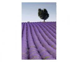 DIMEX ART Fototapetă vlies câmp de lavandă 150 x 250 cm