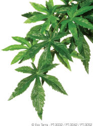 Exo Terra Abuliton | Műnövény - L