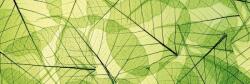 DIMEX ART Fototapet pentru bucătărie - venoase de frunze 180 x 60 cm