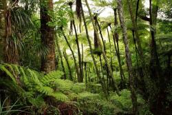DIMEX ART Fototapetă vlies pădure tropicală luxuriantă 375 x 250 cm