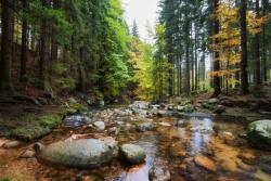 DIMEX ART Fototapetă vlies pârâu în pădure 375 x 250 cm
