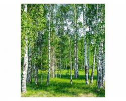 DIMEX ART Fototapetă vlies dumbravă de mesteceni 225 x 250 cm