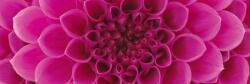 DIMEX ART Fototapet pentru bucătărie - dalie roz 180 x 60 cm
