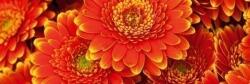DIMEX ART Fototapet pentru bucătărie - gerbera 180 x 60 cm