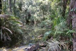 DIMEX ART Fototapetă vlies mlaștină în pădurea tropicală 375 x 250 cm
