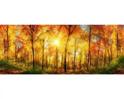 DIMEX ART Fototapet panoramic vlies cu pădure însorită 375 x 150 cm
