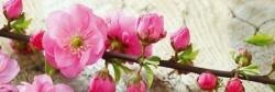 DIMEX ART Fototapet pentru bucătărie - sakura 180 x 60 cm