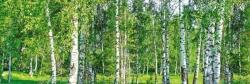DIMEX ART Fototapet pentru bucătărie - dumbravă de mesteceni 180 x 60 cm