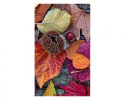 DIMEX ART Fototapetă vlies frunze de toamnă 150 x 250 cm