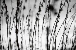 DIMEX ART Fototapetă vlies iarbă alb-negru 375 x 250 cm