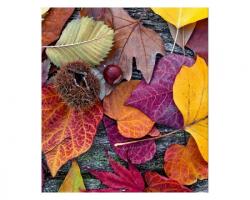 DIMEX ART Fototapetă vlies frunze de toamnă 225 x 250 cm