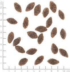 Wolfsblut Alaska Salmon 2 kg