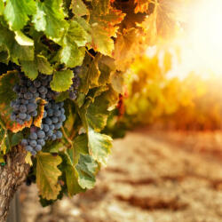  Prémium illatolaj - toszkán szőlőskert, 50 ml