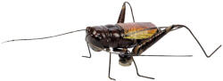 BlueBug | 3D mágnes dobozban | Tücsök
