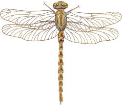 ART-POL Art. dekoracyjny Ważka metal złoty 57x67x5cm (173719)