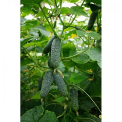 Seminis Cod Sv 4097 Cv F1 - antomaragro - 90,00 RON