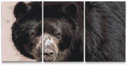  Festés számok szerint - Medve (3 darab vászonkép) Méret: 40x60cm (3db), Keretezés: Keret nélkül (csak a vászon)
