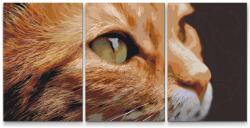  Festés számok szerint - Aranyos macska (3 darab vászonkép) Méret: 40x60cm (3db), Keretezés: Műanyagtáblával