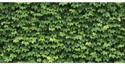 SH&D NATURAL 88422-1 vinyl tapéta