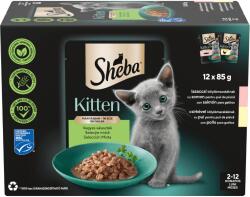 Sheba alutasakos macskaeledel 12x85g kitten mix