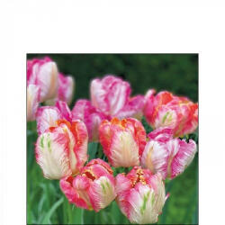 Ambiente Parrot Tulips Papírszalvéta 25X25cm, 20db-os - fizz