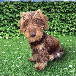 Ambiente Toon Papírszalvéta 33X33cm, 20db-os - fizz