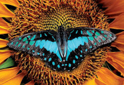 Interdruk Puzzle Colorful Nature: Fluture 250 piese Puzzle