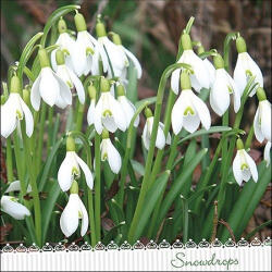 Ambiente galanthus Papírszalvéta 33X33cm, 20db-os - fizz