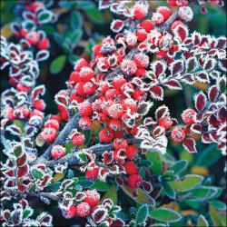 Ambiente Frozen Berries Papírszalvéta 33X33cm, 20db-os - fizz