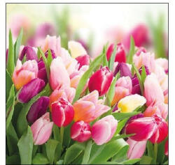 Ambiente glorious Tulips Papírszalvéta 25X25cm, 20db-os - fizz