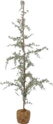 Bloomingville Brad artificial Vita, 150 cm (82052640)