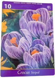 Holland Bulb Market B. V Set 10 bulbi, Crocus Striped (HCTX00093)