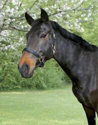 Kerbl Covalliero Eco bőr kötőfék - fekete, póni